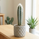 Custom plant pot with personalized image, personalized flower pot with live plant, custom photo plant pot, personalized planter with plant of your choice, custom printed ceramic planter, personalized succulent pot, custom image flower pot gift, custom photo planter for houseplants
