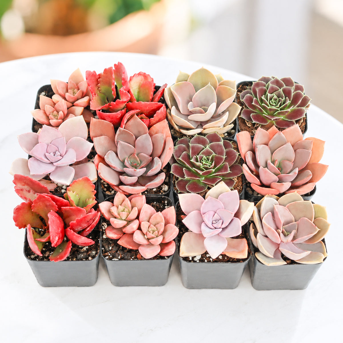 Pink &amp; Purple &amp; Red Succulent Pack for sale. A colorful mix of live succulents in pink, purple, and red tones, perfect for gifts, events, succulent collections, and DIY arrangements.