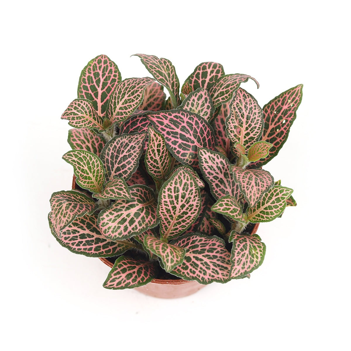 indoor plant with pink veins Pink Nerve Plant (Fittonia Pink) - Live Tropical Feng Shui Houseplant