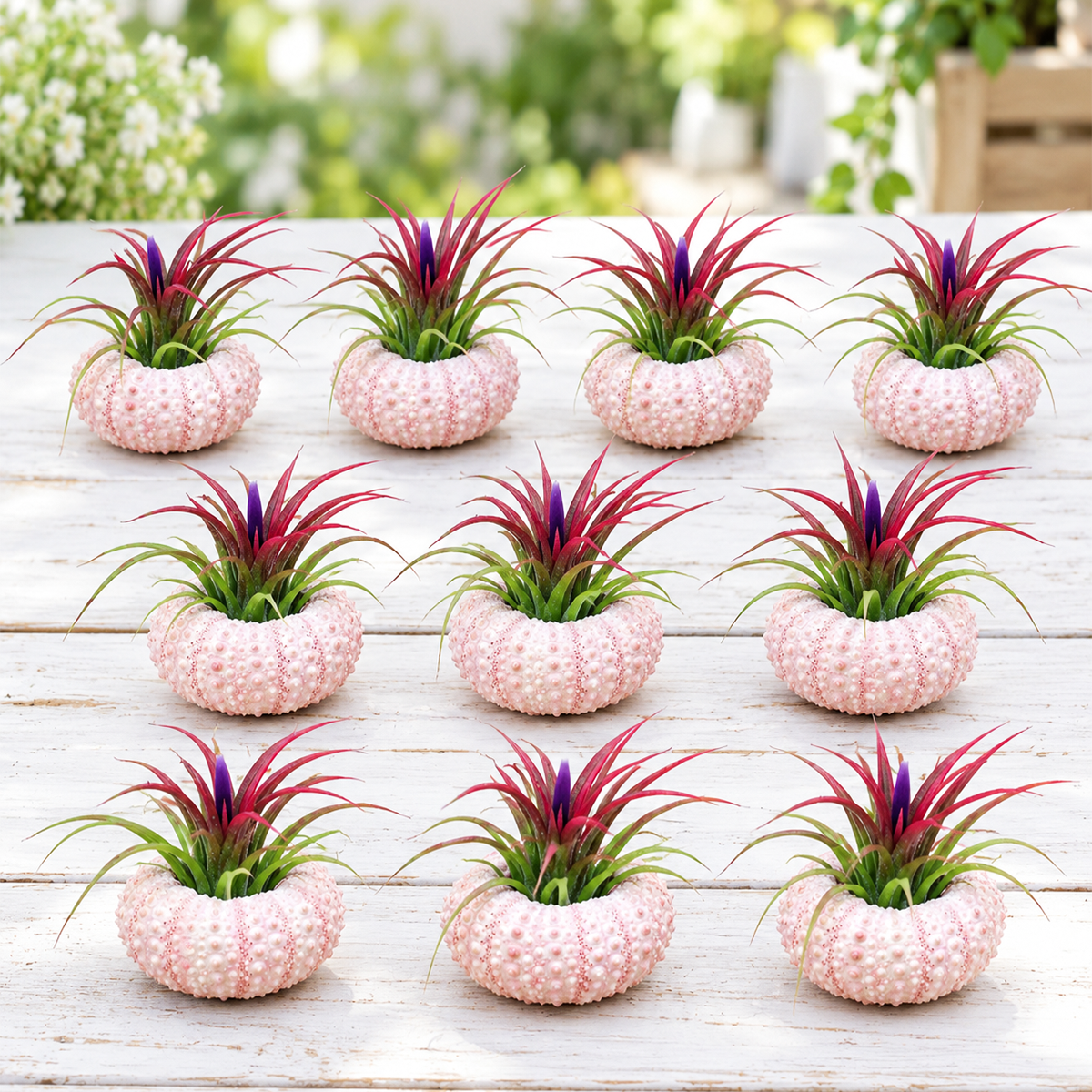 ten small pink urchin cacti arranged together in a cluster, each topped with a tillandsia air plant, displayed on a neutral background showing the full gift pack arrangement.