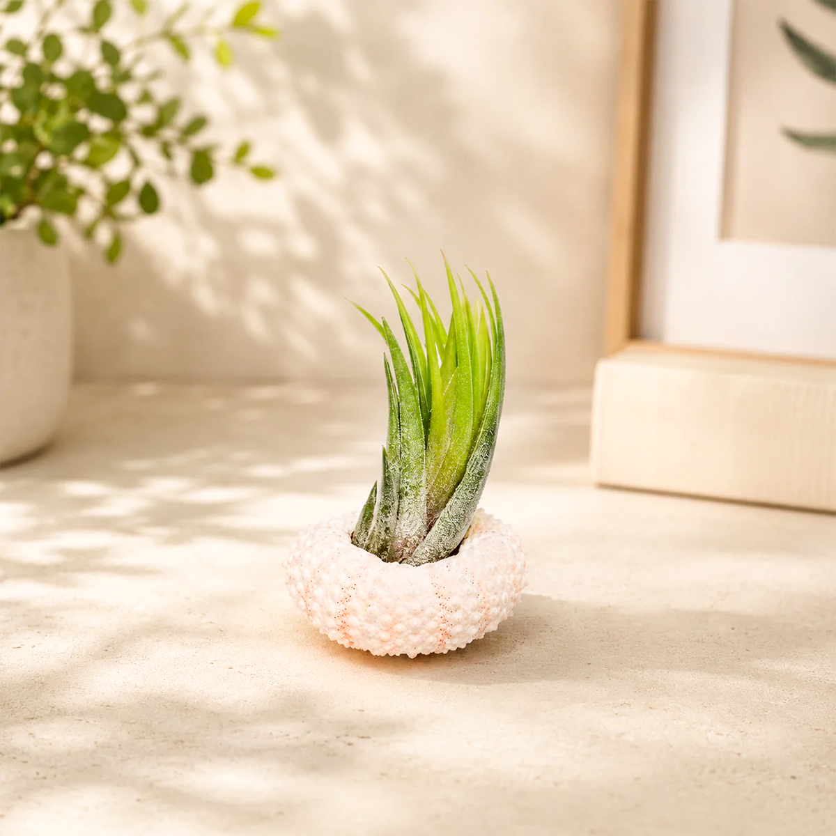 Pink Urchin with Tillandsia Air Plant for sale, coastal beach themed air plant decor, tropical tillandsia display plant, natural sea urchin shell planter, pink urchin air plant holder, modern coastal botanical decor, low maintenance indoor air plant