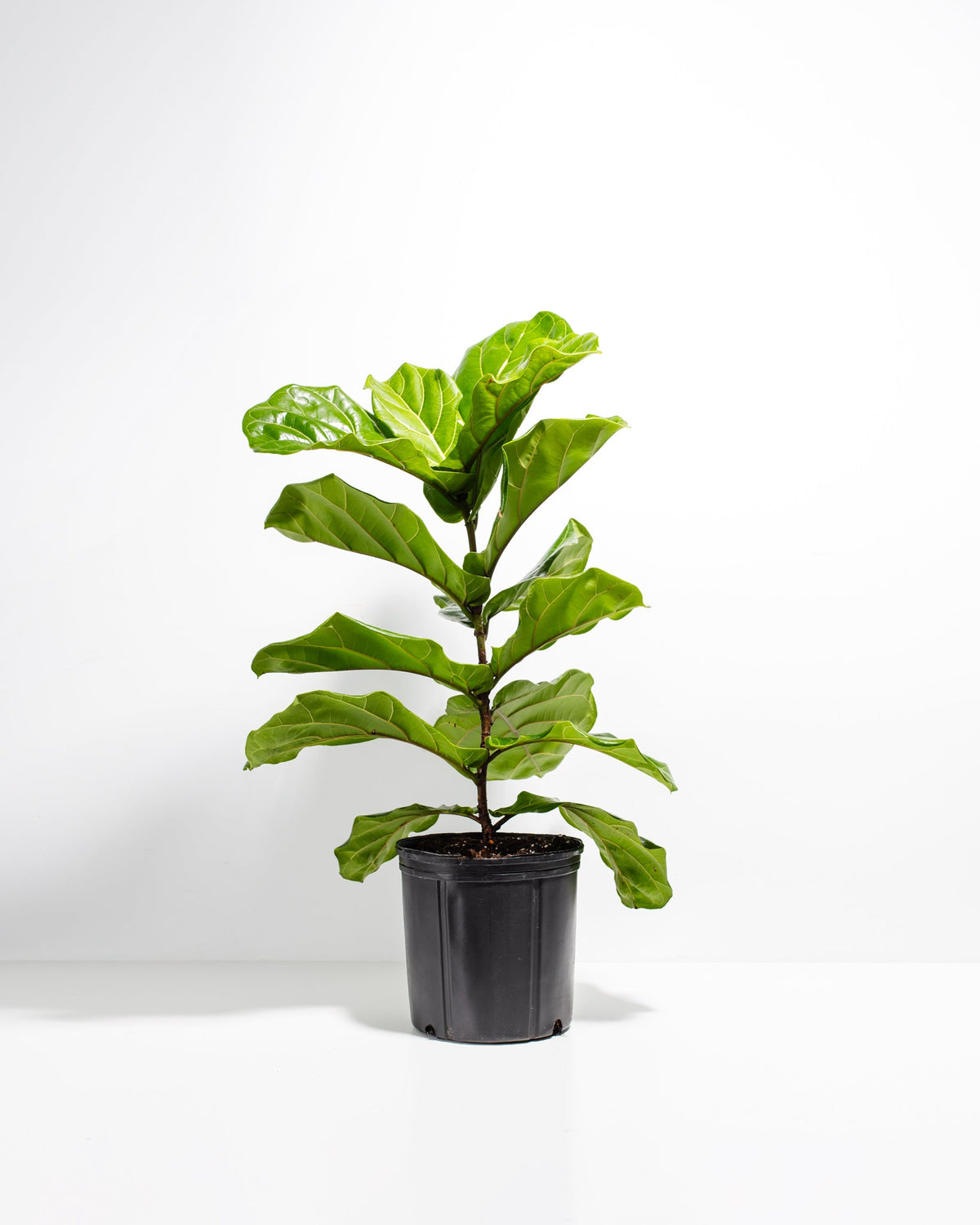 Fiddle Leaf Fig Tree (Ficus Lyrata)