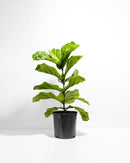 Fiddle Leaf Fig Tree (Ficus Lyrata)