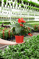 Flamingo Flower
