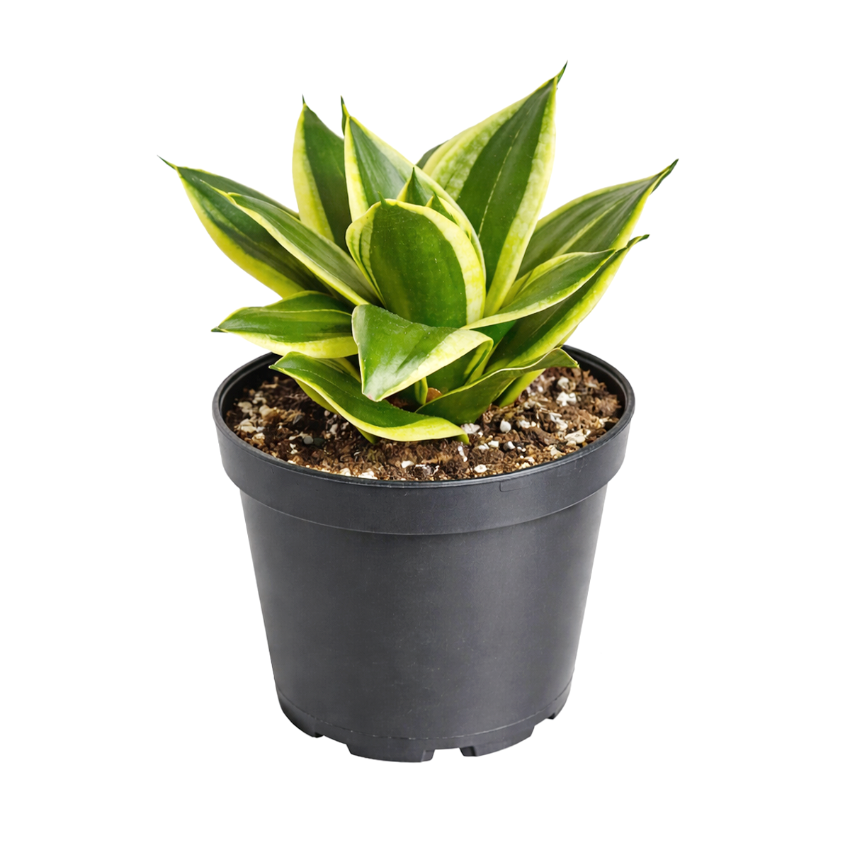 sansevieria black gold compacta Snake Plant Sansevieria Black Gold Superba - Air-purifying Houseplants