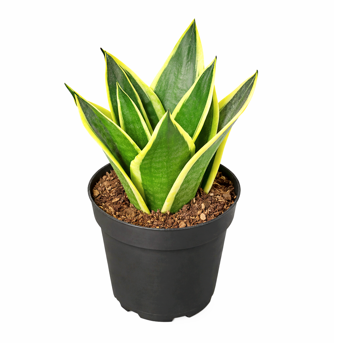 sansevieria trifasciata black gold Snake Plant Sansevieria Black Gold Superba