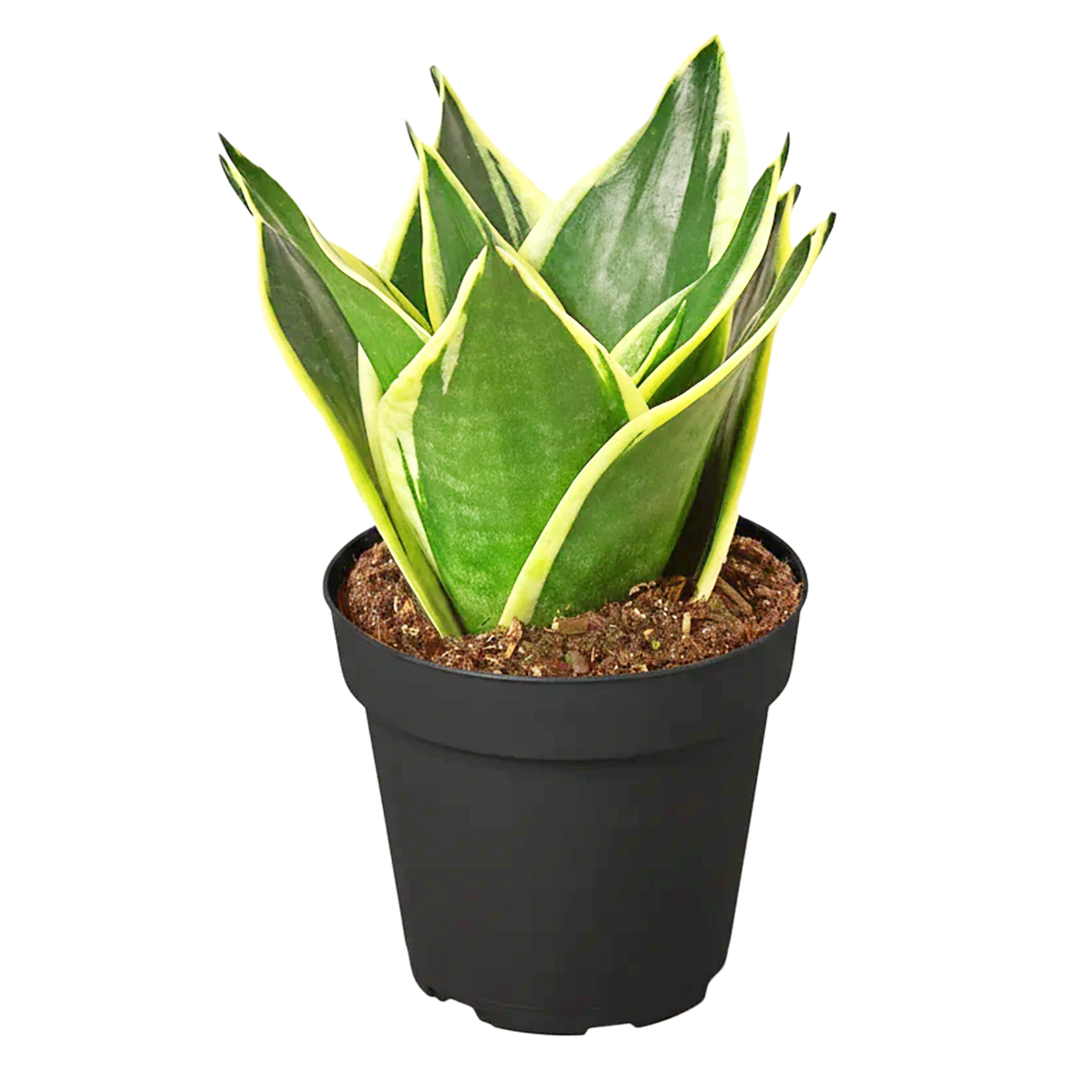 black gold snake plant for sale Snake Plant Sansevieria Black Gold Superba