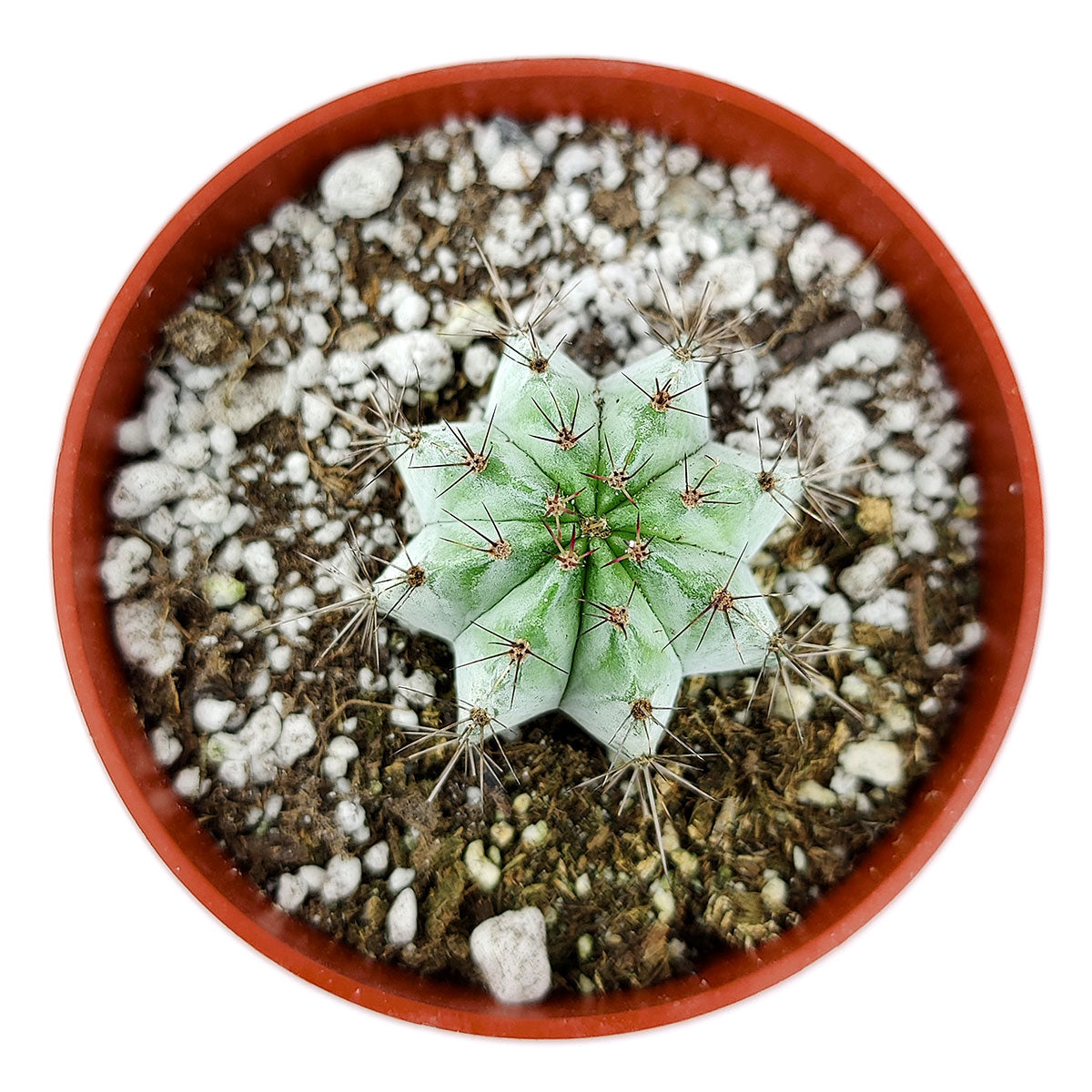 Polaskia Chichipe Cactus for sale, how to grow succulents, succulents garden, Succulents shop near me, Rare cactus, succulent care tips, succulent care, Succulents, succulents store in CA, Polaskia Chichipe Cactus in California, How to grow Polaskia Chichipe Cactus, Cactus for thanksgiving, How to care cactus succulent, cactus, cactus succulent, succulent cactus, succulent subscription, cacti, cactus and succulents, succulents box, succulent shop, buy succulents online