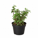 6 inch Portulacaria afra Decumbent in plastic pot, unique succulents for sale, buy succulents online