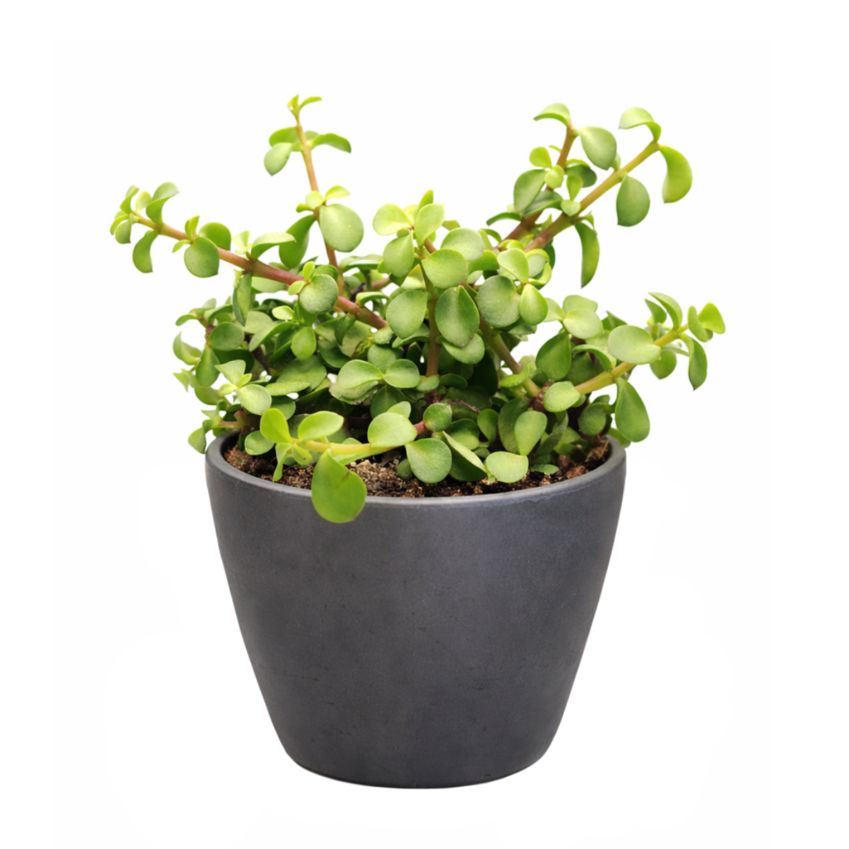 Portulacaria afra Decumbent in decorative terracotta pot, unique succulents for sale, buy live plants online
