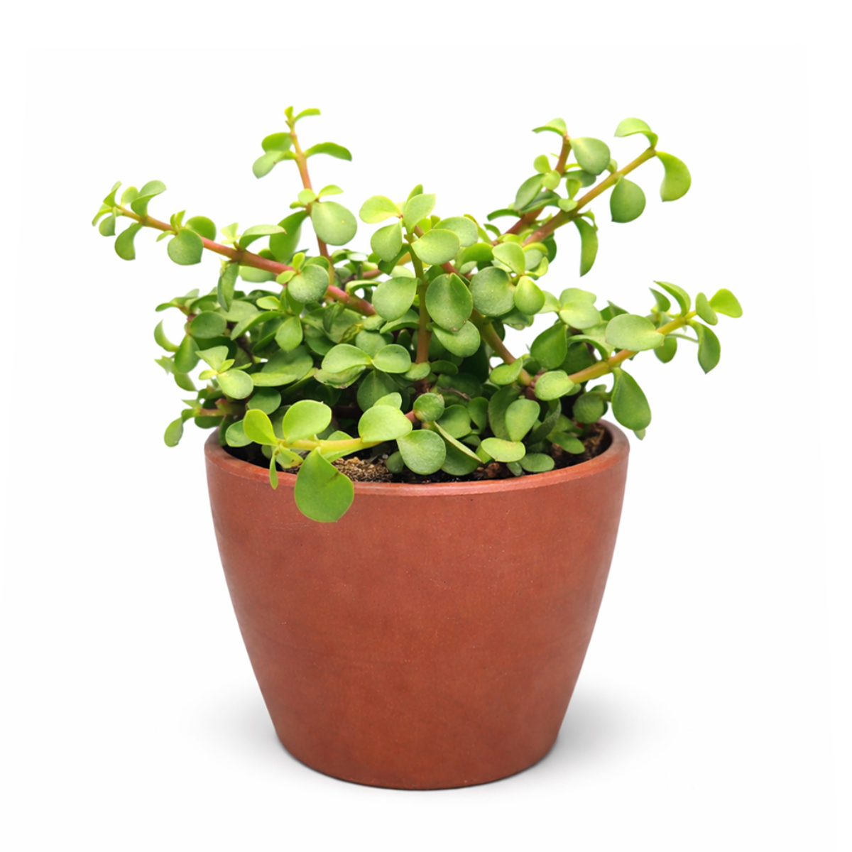 Portulacaria afra Decumbent in decorative terracotta pot, unique succulents for sale, buy live plants online