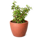 Portulacaria afra Decumbent in decorative terracotta pot, unique succulents for sale, buy live plants online