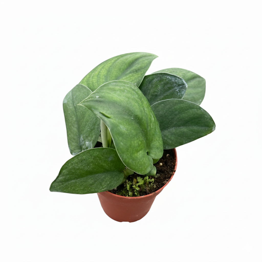 4 inch Pothos Jade Satin, Pothos Jade Satin for sale, buy Pothos Jade Satin online, easy to care houseplants
