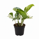 8 inch pothos manjula, large houseplants, best plants for beginners indoor, indoor plants for beginners