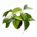 4 inch Pothos 'Albo Variegata', rare tropical houseplants, Variegated Pothos plants, trailing live plants for sale