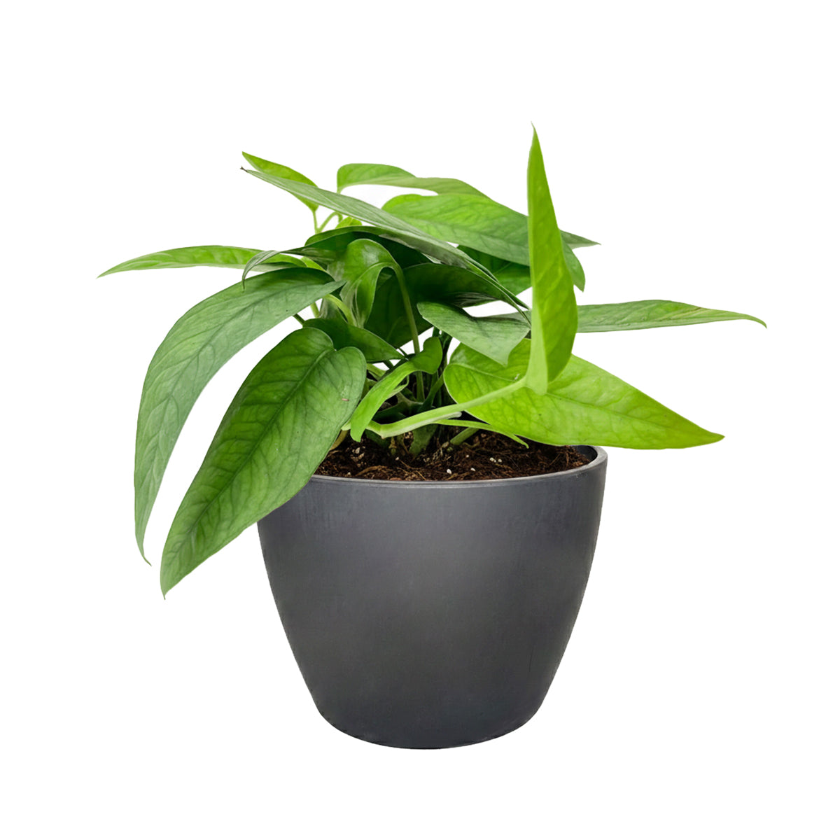 Epipremnum Pinnatum Cebu Blue for sale, Purchase Cebu Blue Epipremnum, Best Hanging Houseplants to Grow, Rooted Cebu Blue Pothos 4 inch Grower Pot