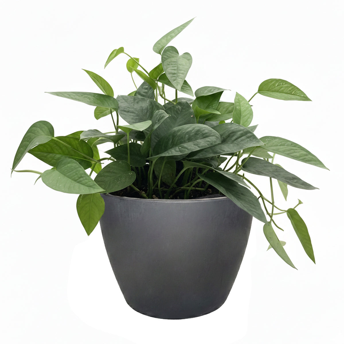 Epipremnum Pinnatum Cebu Blue for sale, Purchase Cebu Blue Epipremnum, Best Hanging Houseplants to Grow, Rooted Cebu Blue Pothos 4 inch Grower Pot
