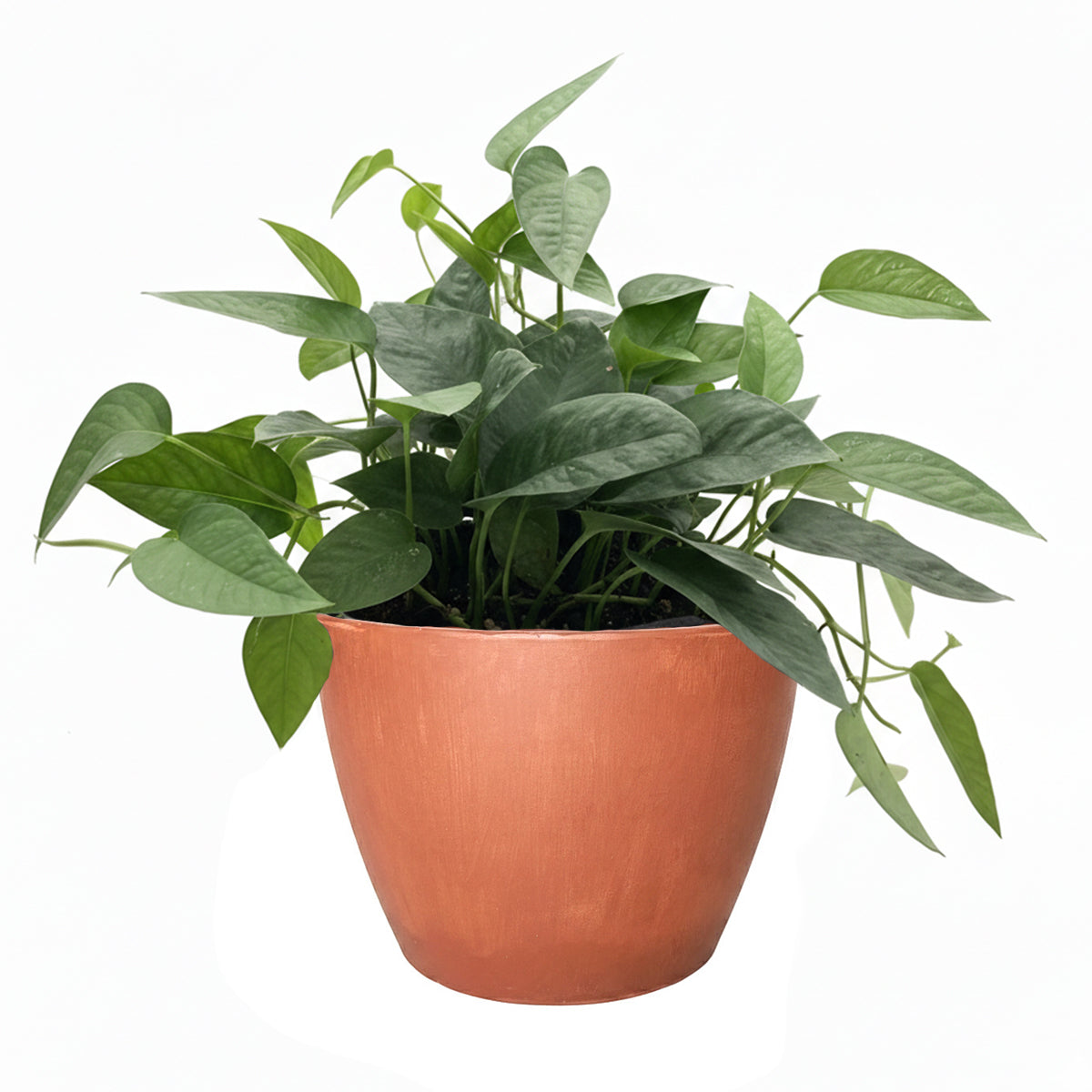 Epipremnum Pinnatum Cebu Blue for sale, Purchase Cebu Blue Epipremnum, Best Hanging Houseplants to Grow, Rooted Cebu Blue Pothos 4 inch Grower Pot