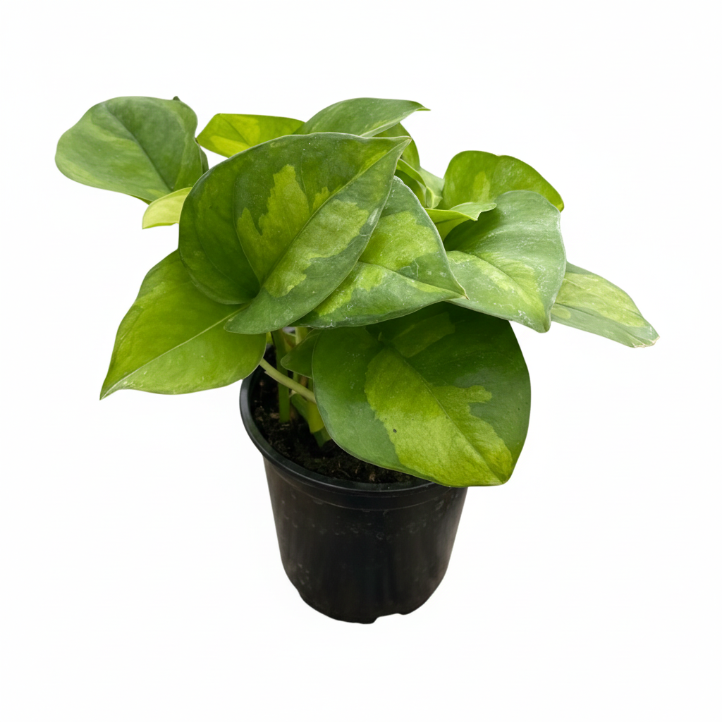 Epipremnum aureum Global Green 4 inch grower plastic pot for sale, hardy trailing vine is the perfect low-maintenance air purifier