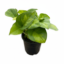 Epipremnum aureum Global Green 4 inch grower plastic pot for sale, hardy trailing vine is the perfect low-maintenance air purifier