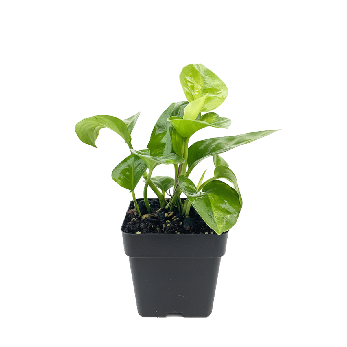 Shop the hardy Pothos Global Green 6 inch grower pot, Easy-Care Air Purifying Foliage Plant, Fast growing indoor trailing vines, Beautiful trailing foliage for any indoor space