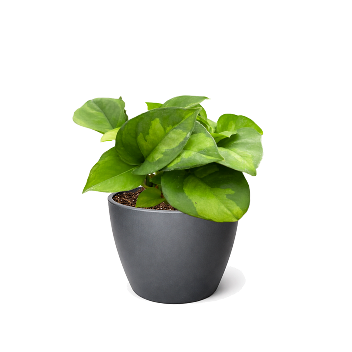 solid green pothos Pothos 'Global Green'