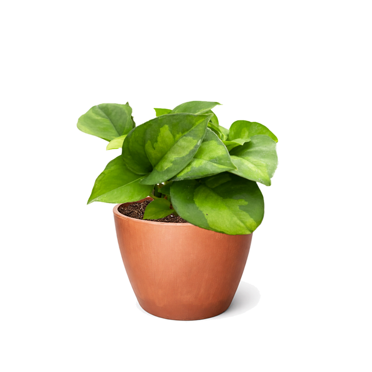global green pothos light requirements Pothos 'Global Green' | Easy-Care Air Purifying Foliage Plant