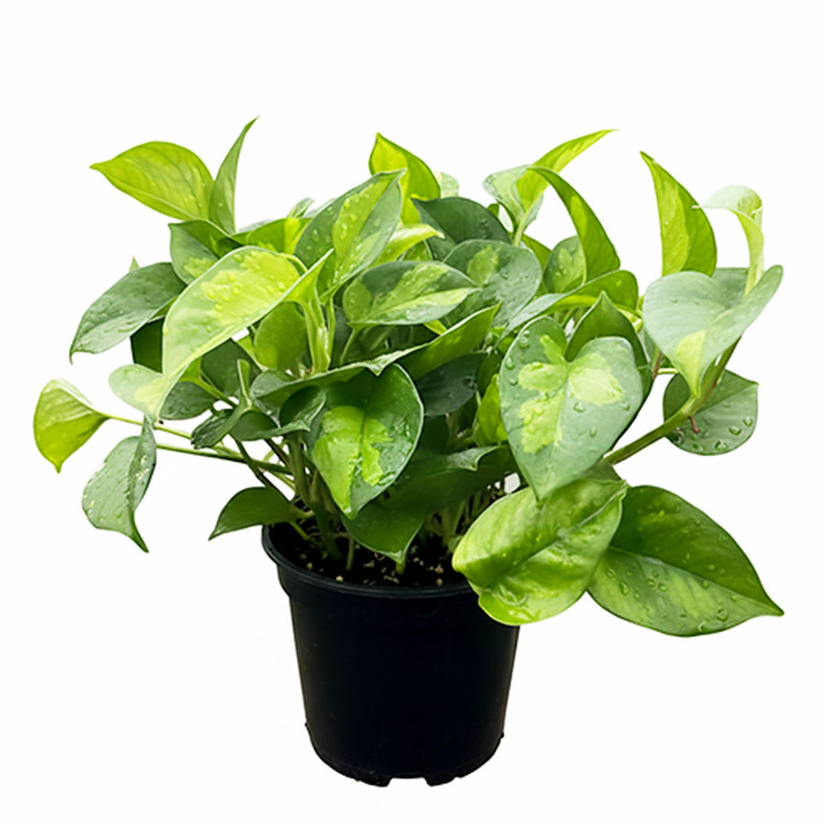 Shop the hardy Pothos Global Green 6 inch grower pot, Easy-Care Air Purifying Foliage Plant, Fast growing indoor trailing vines, Beautiful trailing foliage for any indoor space