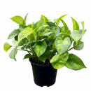 Epipremnum aureum Global Green 4 inch grower plastic pot for sale, hardy trailing vine is the perfect low-maintenance air purifier