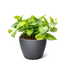 Epipremnum aureum Global Green 4 inch grower plastic pot for sale, hardy trailing vine is the perfect low-maintenance air purifier