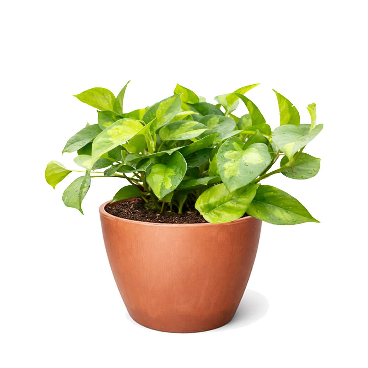 Epipremnum aureum Global Green 4 inch grower plastic pot for sale, hardy trailing vine is the perfect low-maintenance air purifier