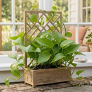 live Pothos Green Queen indoor trailing houseplant for sale, Epipremnum aureum Green Queen plant for shelf and wall decor, Pothos Green Queen classic green vine plant for indoor jungle