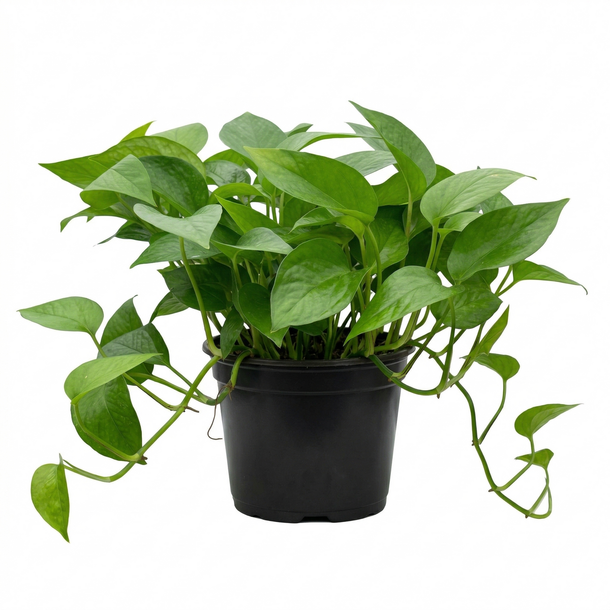 live Pothos Green Queen indoor trailing houseplant for sale, Epipremnum aureum Green Queen plant for shelf and wall decor, Pothos Green Queen classic green vine plant for indoor jungle