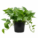 live Pothos Green Queen indoor trailing houseplant for sale, Epipremnum aureum Green Queen plant for shelf and wall decor, Pothos Green Queen classic green vine plant for indoor jungle