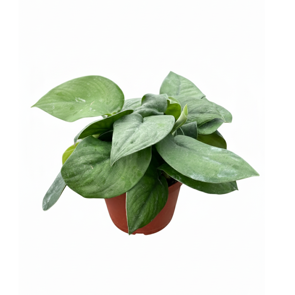 6 inch Pothos Jade Satin, large tropical houseplants, best for beginner live plants, easy to grow tropical plants