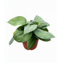 6 inch Pothos Jade Satin, large tropical houseplants, best for beginner live plants, easy to grow tropical plants