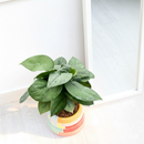 6 inch Pothos Jade Satin, large tropical houseplants, best for beginner live plants, easy to grow tropical plants