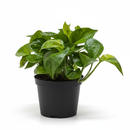 Rare Pothos ‘Lemon Top’ Vibrant Vining Epipremnum for Indoors, A fast-growing, low-maintenance vining plant perfect for baskets and shelves.