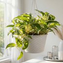 Pothos ‘Mutant Manjula’ live plant for sale, Pothos Manjula live plant with white and green variegation, Epipremnum aureum Manjula variegated indoor vine plant