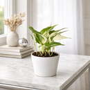 Pothos ‘Mutant Manjula’ live plant for sale, Pothos Manjula live plant with white and green variegation, Epipremnum aureum Manjula variegated indoor vine plant