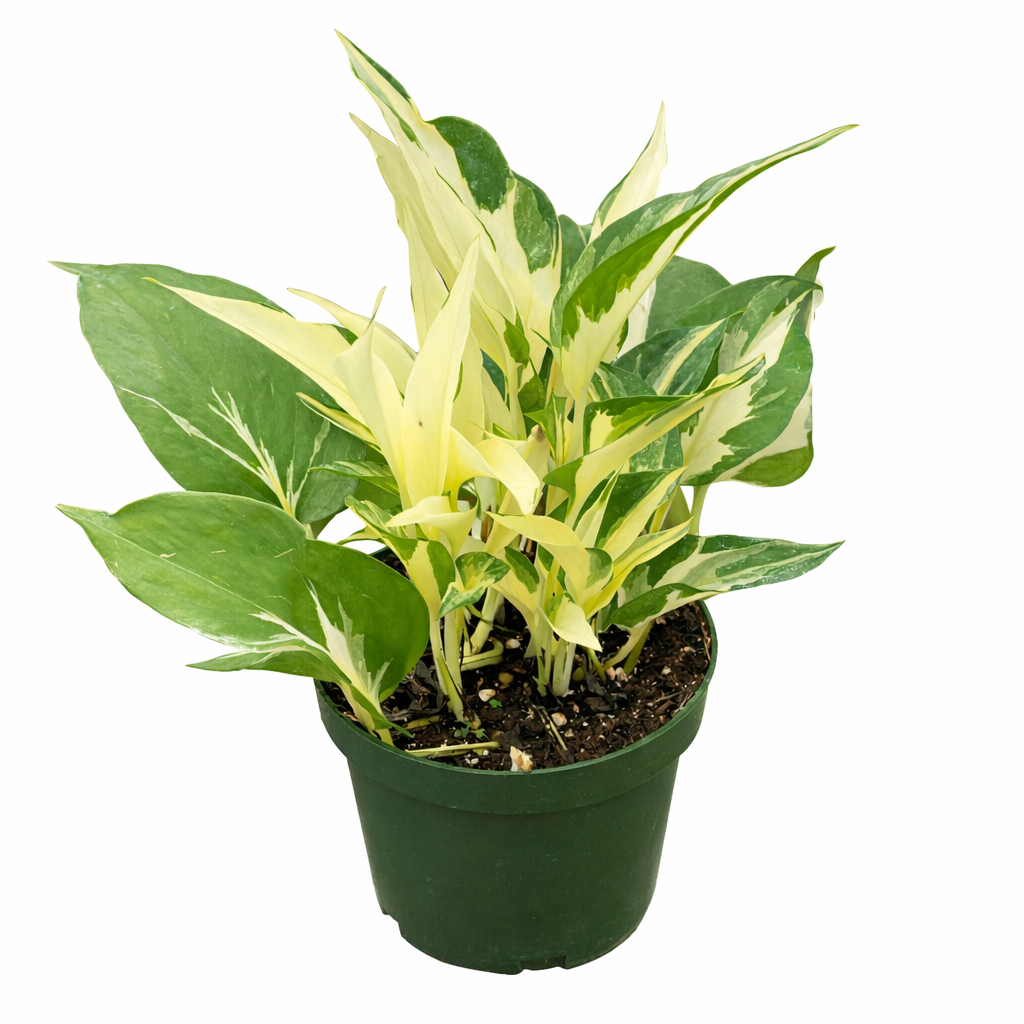 Buy Pothos Mutant Manjula online, easy care Mutant Manjula pothos live plant, Pothos Mutant Manjula live plant variegated houseplant
