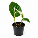 8" pot Pothos 'Mutant Manjula' live houseplant for sale. Pothos 'Mutant Manjula' features lush trailing vines with striking creamy white and green variegated foliage that creates a dramatic indoor display. This easy-care tropical houseplant thrives in bright, indirect light and brings lasting beauty to any living space. A perfect statement plant for hanging planters, shelves, and rare houseplant collections.