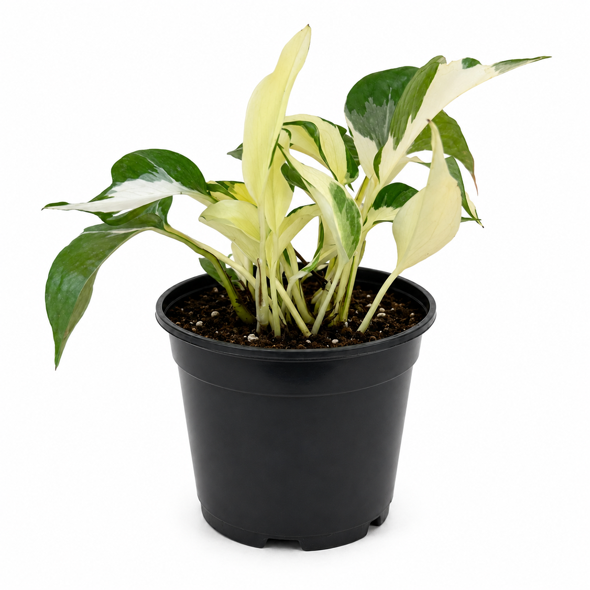Buy Pothos 'Mutant Manjula' live houseplant 4" pot online. Known for its beautifully marbled variegated foliage, Pothos 'Mutant Manjula' brings color and texture to any indoor space. This tropical houseplant is easy to care for, thrives in bright, indirect light, and grows into elegant cascading vines. A wonderful choice for plant lovers looking to expand their rare pothos collection.