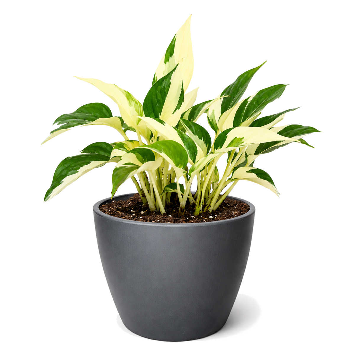 Buy Pothos 'Mutant Manjula' live houseplant 4" pot online. Pothos 'Mutant Manjula' is a rare tropical plant with creamy white and green variegated foliage that creates a striking indoor display. This easy-care houseplant thrives in bright, indirect light and develops beautiful trailing vines over time. A perfect addition to shelves, hanging planters, and collector plant collections.