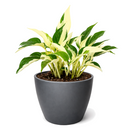 8" pot Pothos 'Mutant Manjula' live houseplant for sale. Pothos 'Mutant Manjula' features lush trailing vines with striking creamy white and green variegated foliage that creates a dramatic indoor display. This easy-care tropical houseplant thrives in bright, indirect light and brings lasting beauty to any living space. A perfect statement plant for hanging planters, shelves, and rare houseplant collections.