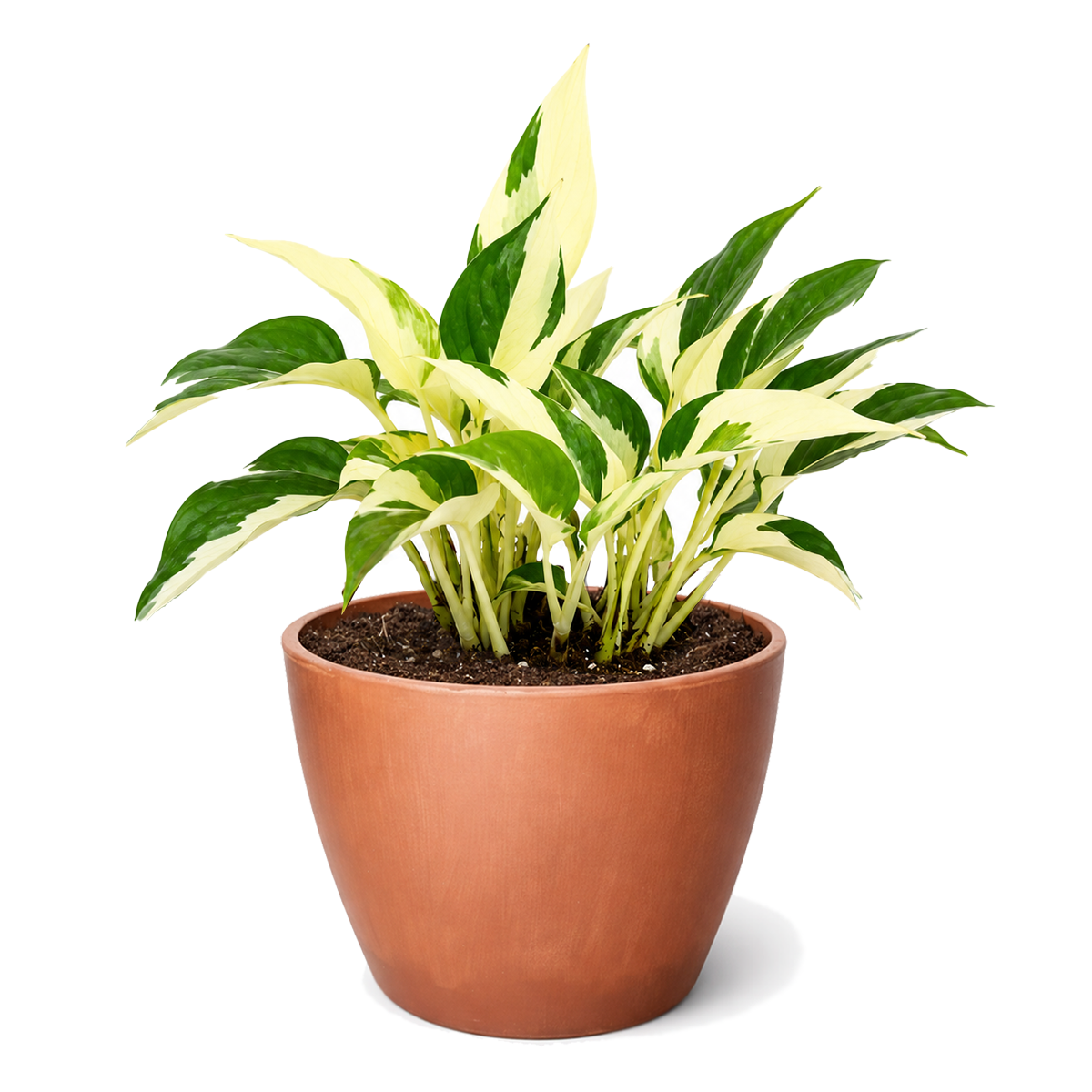 4" pot Pothos 'Mutant Manjula' live houseplant for sale. This unique pothos features eye-catching swirls of creamy white and green variegation on lush trailing vines. It is low maintenance, grows well in bright, indirect light, and adapts easily to indoor environments. An excellent choice for homes, offices, and rare houseplant enthusiasts.