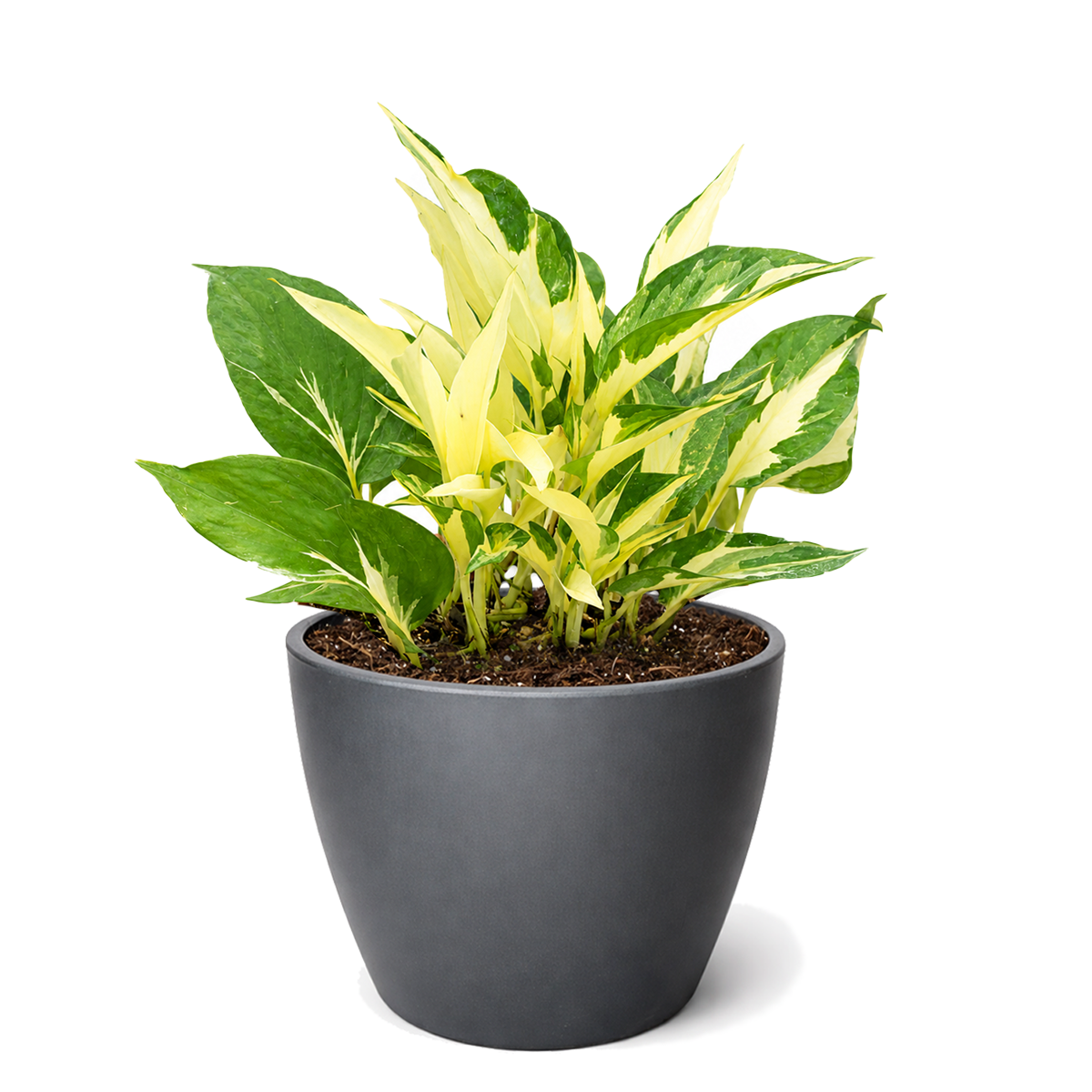 Buy Pothos 'Mutant Manjula' live houseplant 6" pot online. Pothos 'Mutant Manjula' is a rare trailing houseplant with stunning creamy white and green variegated leaves that brighten any indoor space. This low-maintenance tropical plant thrives in bright, indirect light and produces lush cascading vines. A beautiful choice for hanging baskets, shelves, and rare plant collections.
