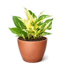8" pot Pothos 'Mutant Manjula' live houseplant for sale. Pothos 'Mutant Manjula' features lush trailing vines with striking creamy white and green variegated foliage that creates a dramatic indoor display. This easy-care tropical houseplant thrives in bright, indirect light and brings lasting beauty to any living space. A perfect statement plant for hanging planters, shelves, and rare houseplant collections.