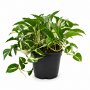 8" pot Pothos 'Mutant Manjula' live houseplant for sale. Pothos 'Mutant Manjula' features lush trailing vines with striking creamy white and green variegated foliage that creates a dramatic indoor display. This easy-care tropical houseplant thrives in bright, indirect light and brings lasting beauty to any living space. A perfect statement plant for hanging planters, shelves, and rare houseplant collections.