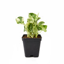 pothos n joy, pothos n joy care, pothos n joy light requirements, pothos n joy yellow leaves, pothos n joy plant, Epipremnum pinnatum 
